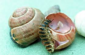 Attēlu rezultāti vaicājumam “Lampyris noctiluca”