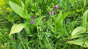 Attēlu rezultāti vaicājumam “Vicia sepium leaf”