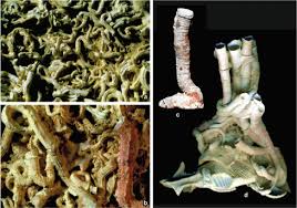 Attēlu rezultāti vaicājumam “Serpoleskea subtilis”