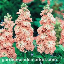 Image result for Levkoje