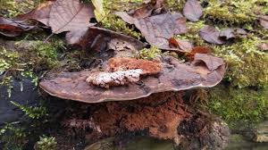 Attēlu rezultāti vaicājumam “Sporophagomyces chrysostomus”