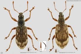 Attēlu rezultāti vaicājumam “Polydrusus tereticollis”