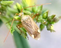 Attēlu rezultāti vaicājumam “Adelphocoris lineolatus imago”