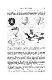 Attēlu rezultāti vaicājumam “Craterium minutum spores”