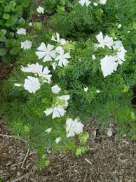 Attēlu rezultāti vaicājumam “Malva moschata alba leaf”