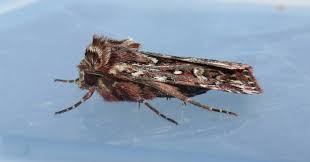 Attēlu rezultāti vaicājumam “Lycophotia porphyrea”