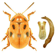 Attēlu rezultāti vaicājumam “Gonioctena”