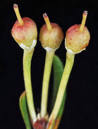 Attēlu rezultāti vaicājumam “Andromeda polifolia bud”