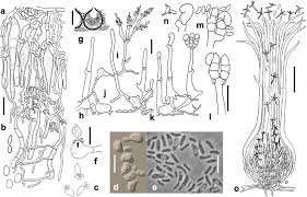 Attēlu rezultāti vaicājumam “Phleogena faginea sessile”