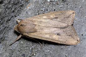 Attēlu rezultāti vaicājumam “Mythimna sp.”