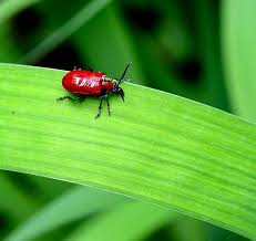 Attēlu rezultāti vaicājumam “Lilioceris lilii”