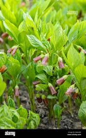 Attēlu rezultāti vaicājumam “Scopolia carniolica flower”