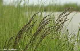 Attēlu rezultāti vaicājumam “Helictotrichon pubescens”