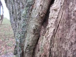 Attēlu rezultāti vaicājumam “Andricus quercuscorticis”