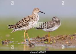 Attēlu rezultāti vaicājumam “Philomachus pugnax adult”