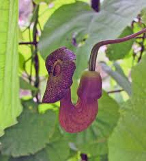 Attēlu rezultāti vaicājumam “Aristolochia durior leaf”
