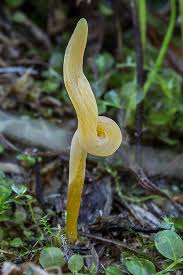 Attēlu rezultāti vaicājumam “Clavaria straminea”