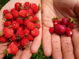Attēlu rezultāti vaicājumam “Fragaria viridis fruit”