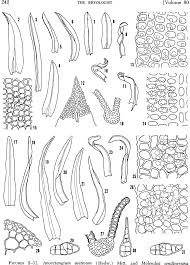 Attēlu rezultāti vaicājumam “Hymenostylium recurvirostrum”