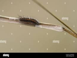 Attēlu rezultāti vaicājumam “Diacrisia sannio larva”