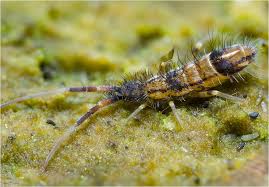 Attēlu rezultāti vaicājumam “Orchesella flavescens”