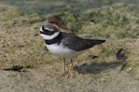 Attēlu rezultāti vaicājumam “Charadrius hiaticula”