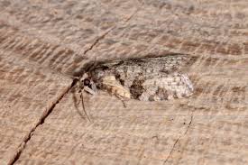 Attēlu rezultāti vaicājumam “Capua vulgana”