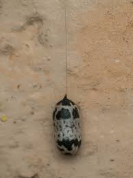 Attēlu rezultāti vaicājumam “Ichneumonidae cocoon”