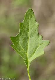 Attēlu rezultāti vaicājumam “Chenopodium rubrum”