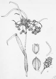 Attēlu rezultāti vaicājumam “Scirpus sylvaticus fruit”