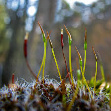 Attēlu rezultāti vaicājumam “Polytrichum piliferum sporophyte”