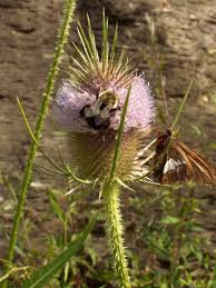 Attēlu rezultāti vaicājumam “Dipsacaceae”