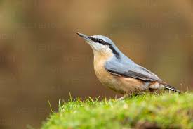 Image result for Sitta europaea