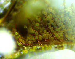 Attēlu rezultāti vaicājumam “Lophocolea coadunata”