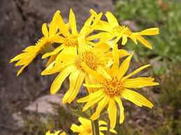 Image result for Arnika