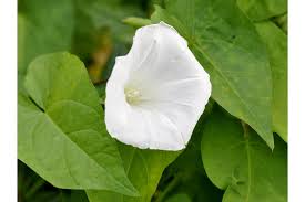 Attēlu rezultāti vaicājumam “Calystegia sepium flower”