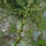 Attēlu rezultāti vaicājumam “Melilotus albus fruit”