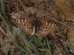 Attēlu rezultāti vaicājumam “Melitaea cinxia underside”