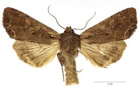 Attēlu rezultāti vaicājumam “Lacanobia contigua imago”