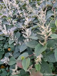 Attēlu rezultāti vaicājumam “Reynoutria japonica”