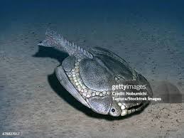 Attēlu rezultāti vaicājumam “Placodermi”