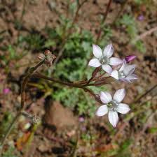 Attēlu rezultāti vaicājumam “Polemoniaceae”