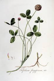 Attēlu rezultāti vaicājumam “Trifolium fragiferum”