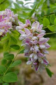 Attēlu rezultāti vaicājumam “Robinia pseudoacacia flower”