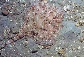 Image result for Leucoraja