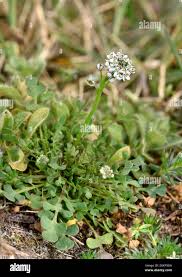 Attēlu rezultāti vaicājumam “Teesdalia nudicaulis”