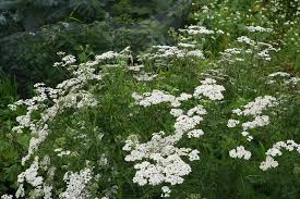 Attēlu rezultāti vaicājumam “Achillea millefolium leaf”