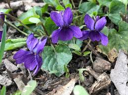 Image result for Viola odorata