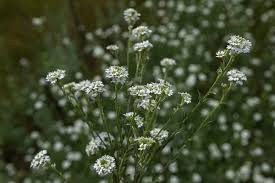 Attēlu rezultāti vaicājumam “Berteroa incana flower”