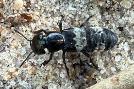 Billedresultat for rovbille